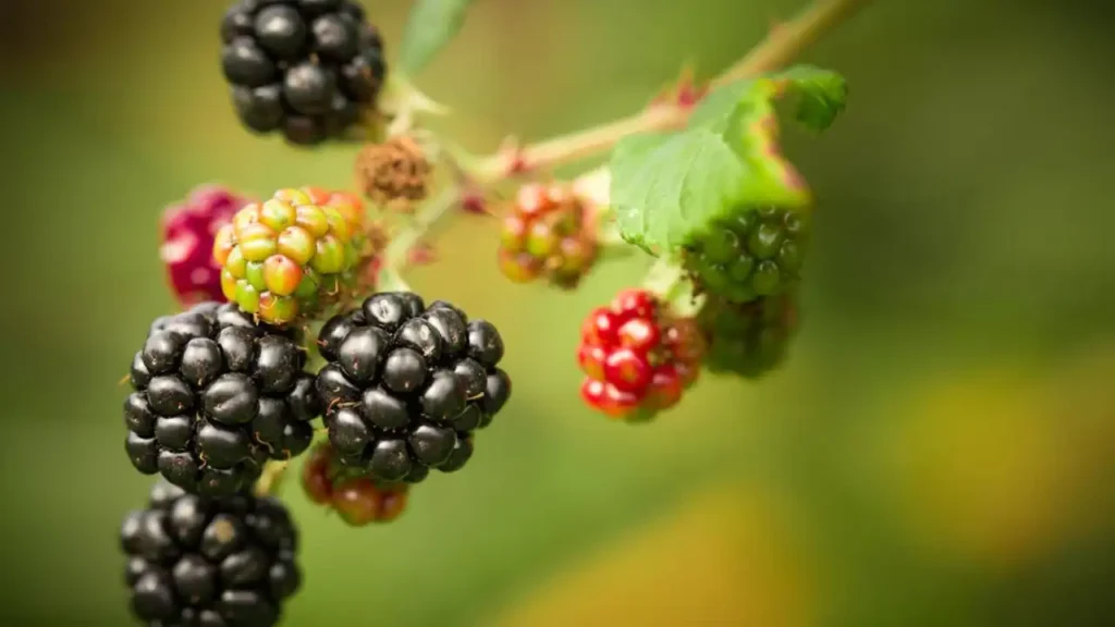 Blackberry: Health Benefits and Uses