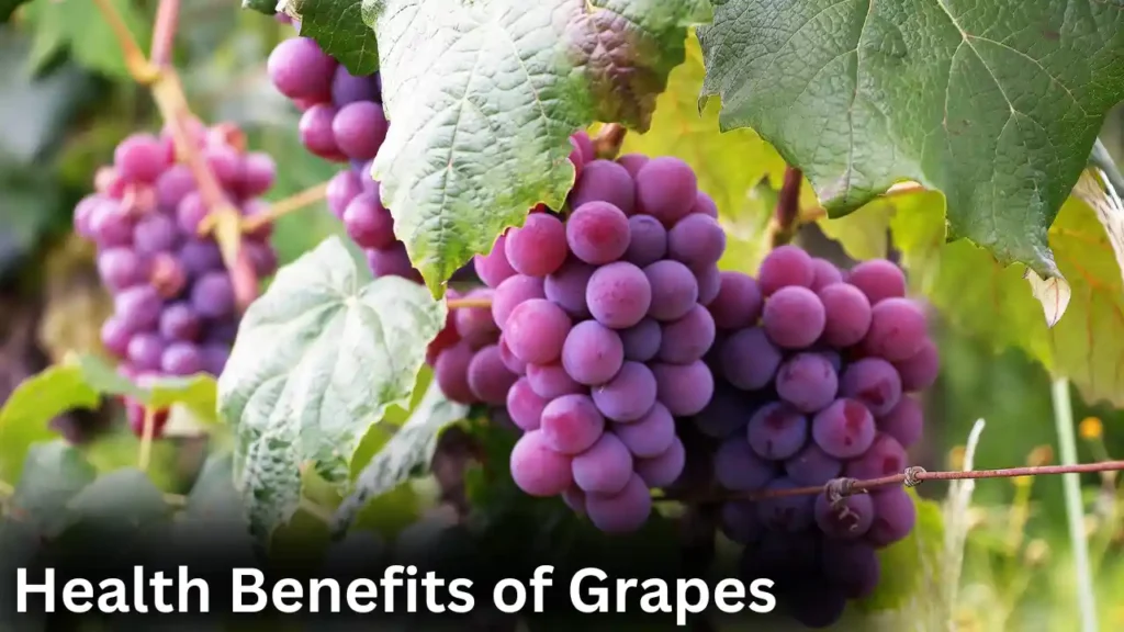 Health Benefits of Grapes