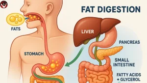 fat digestion