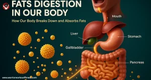 fat digestion Step-by-step illustration of fat digestion in the human body showing the role of the mouth, stomach, bile from the gallbladder, pancreatic lipase, micelle formation, and fat absorption in the small intestine